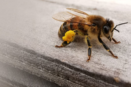 Bee Bite